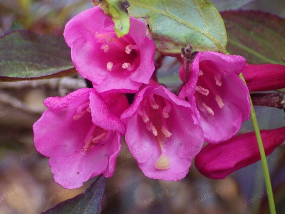 Krzewuszka cudowna 'Minor Black' (Weigela) Karłowata Poj. 2.0L