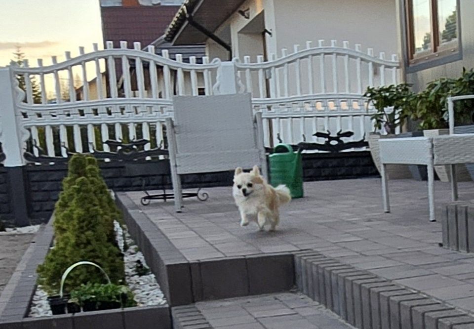 Chihuahua bezowa suka Hodowlana