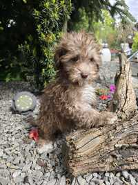 Maltipoo piesek karmelowy