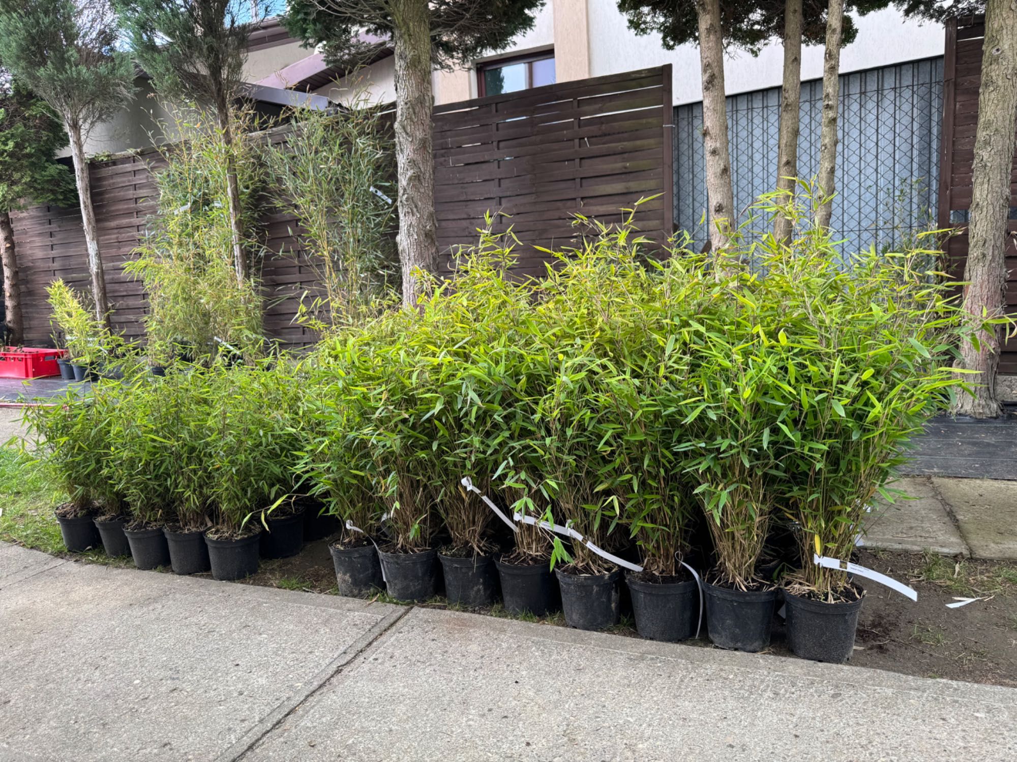 Bambusy Mrozoodporne, Fargesia, phyllostachys, zimozielone,żywopłot