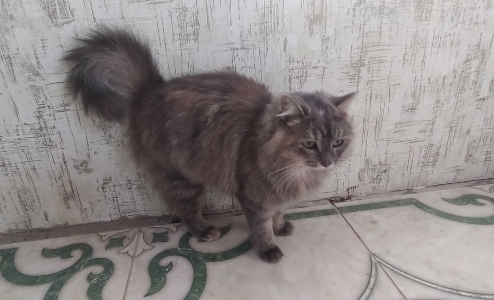 Віддам кішку в добрі руки