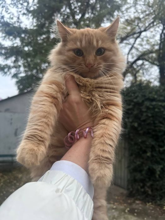 Отдам даром в добрые руки пушистого рыжего котенка