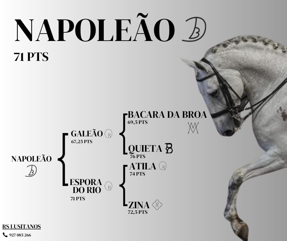 Cavalos lusitanos