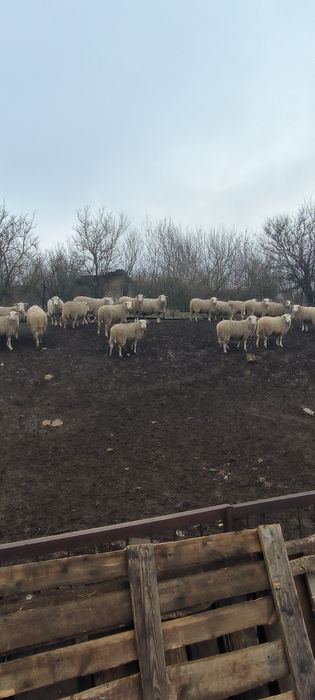 Баран баранів живою вагою