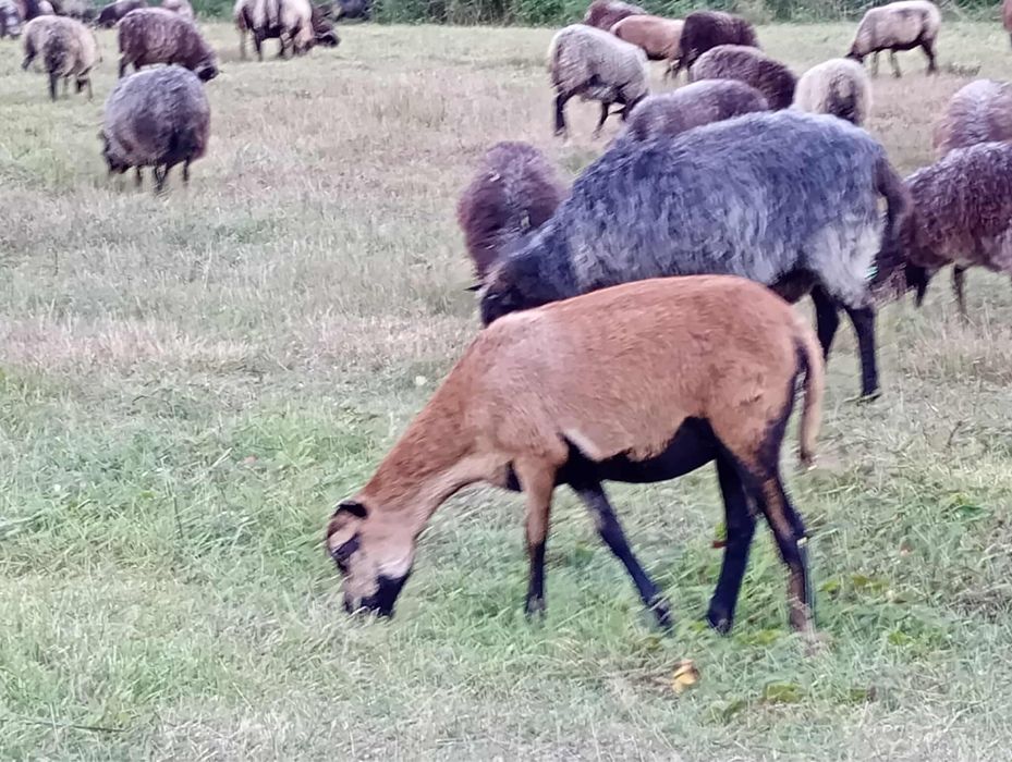 Sprzedam owce i barany