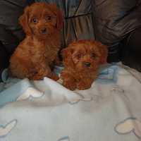 Cavapoo cudowne maluchy do odbioru