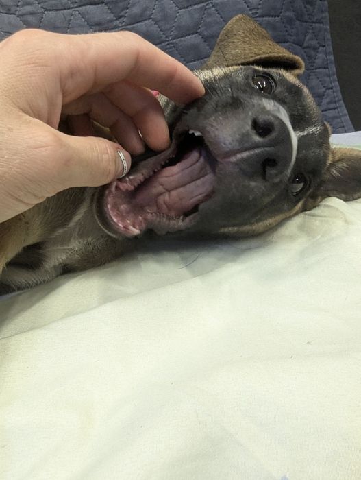 Подаруємо маленьку дівчинку Скубі-Ду