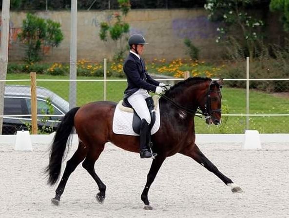 Garanhão lusitano pontuado