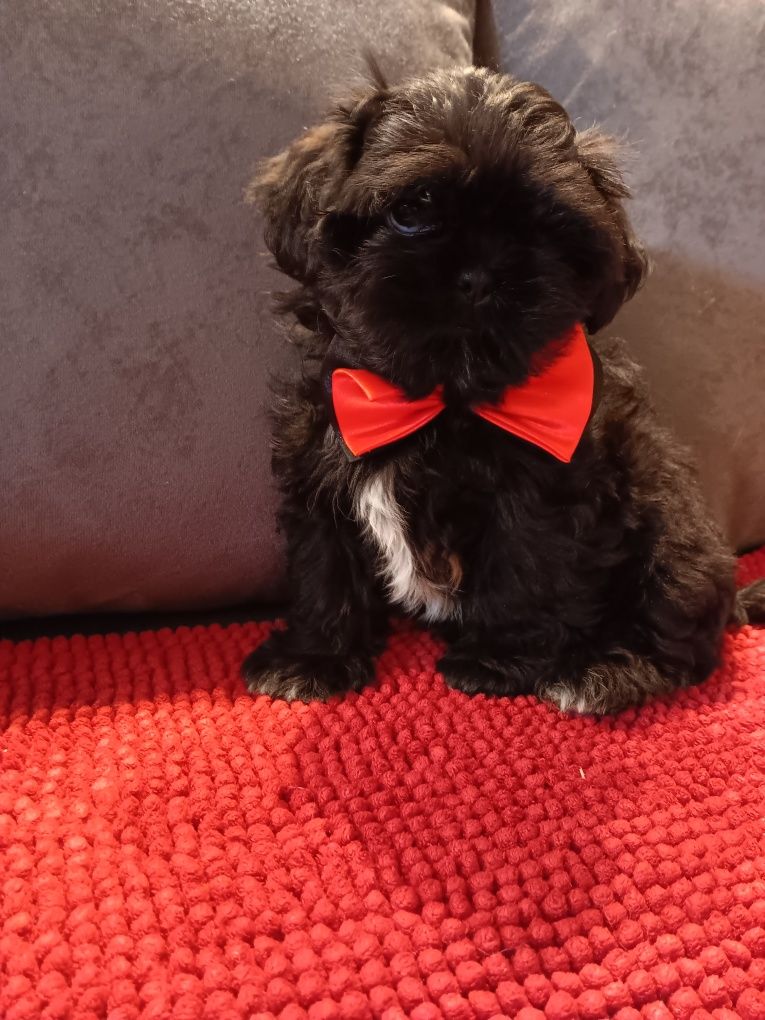 Shih Tzu Pies Piękności