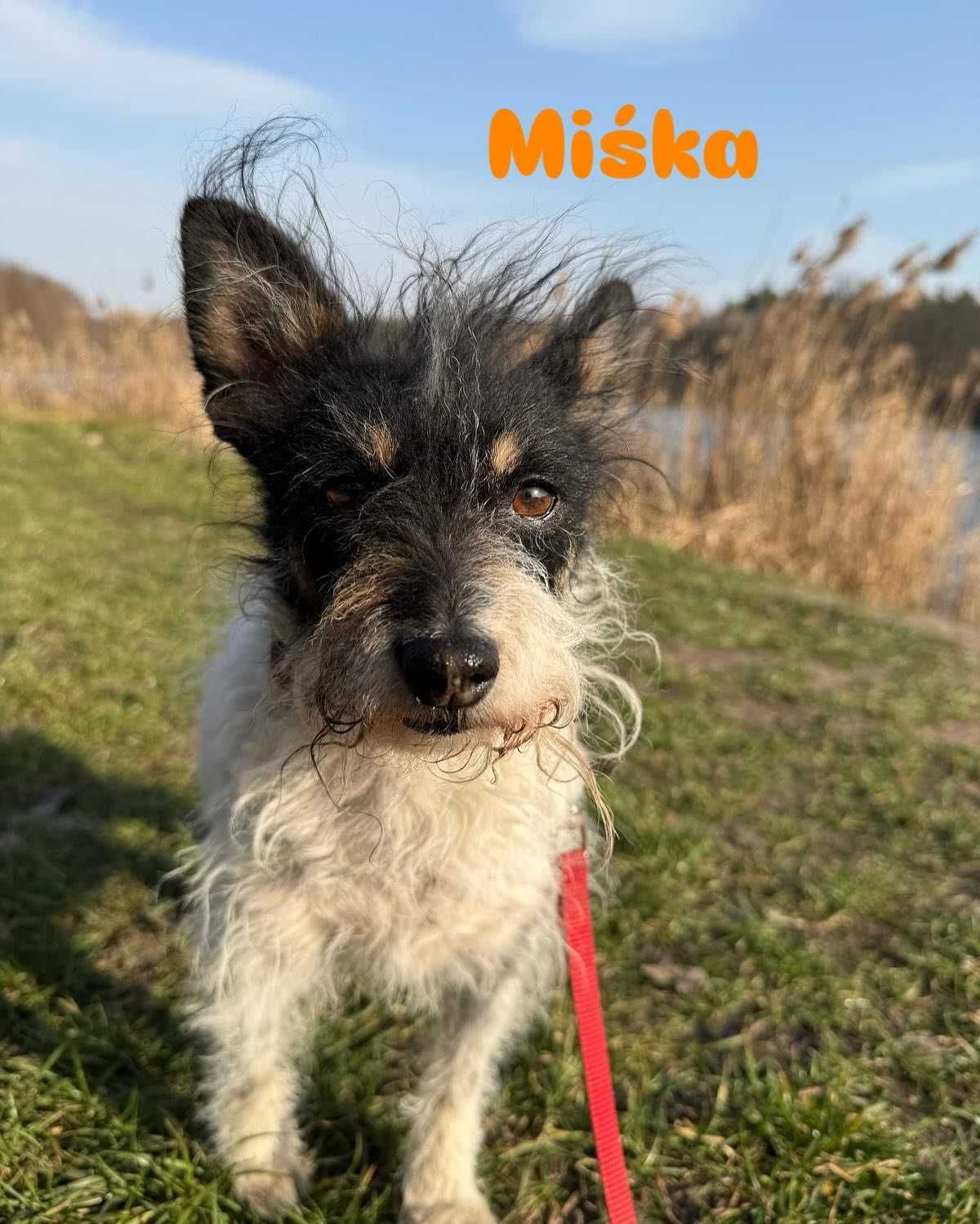 Cudowne mikrosuczki Figa i Misia do adopcji