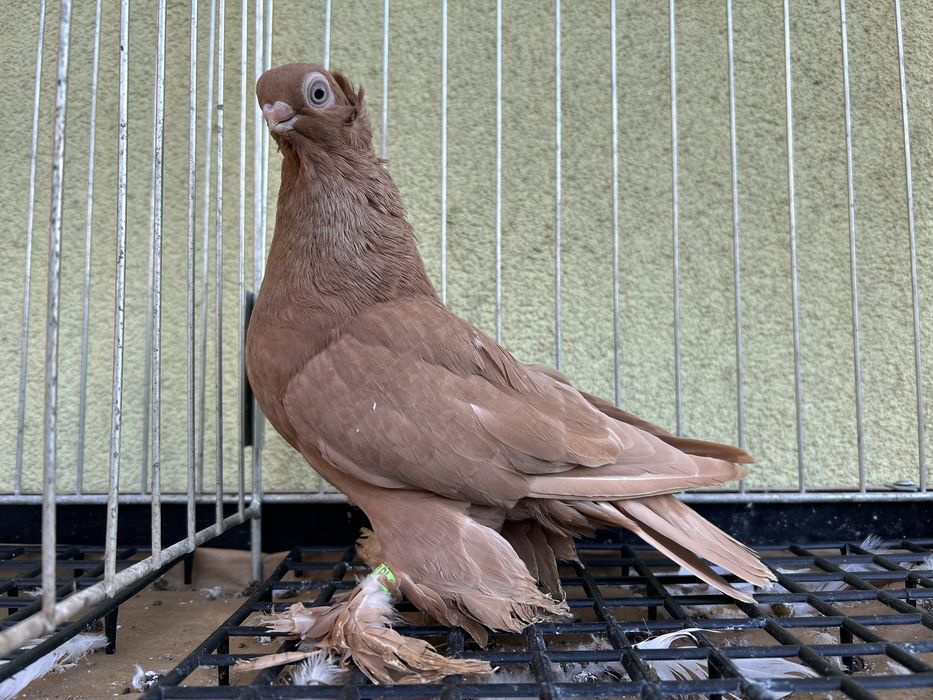 Gołębie ozdobne. Wywrotek mazurski samczyk 2025r