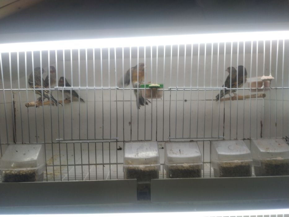 Mestiças de pinta canaria