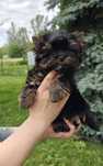 Yorkshire terrier black&tan