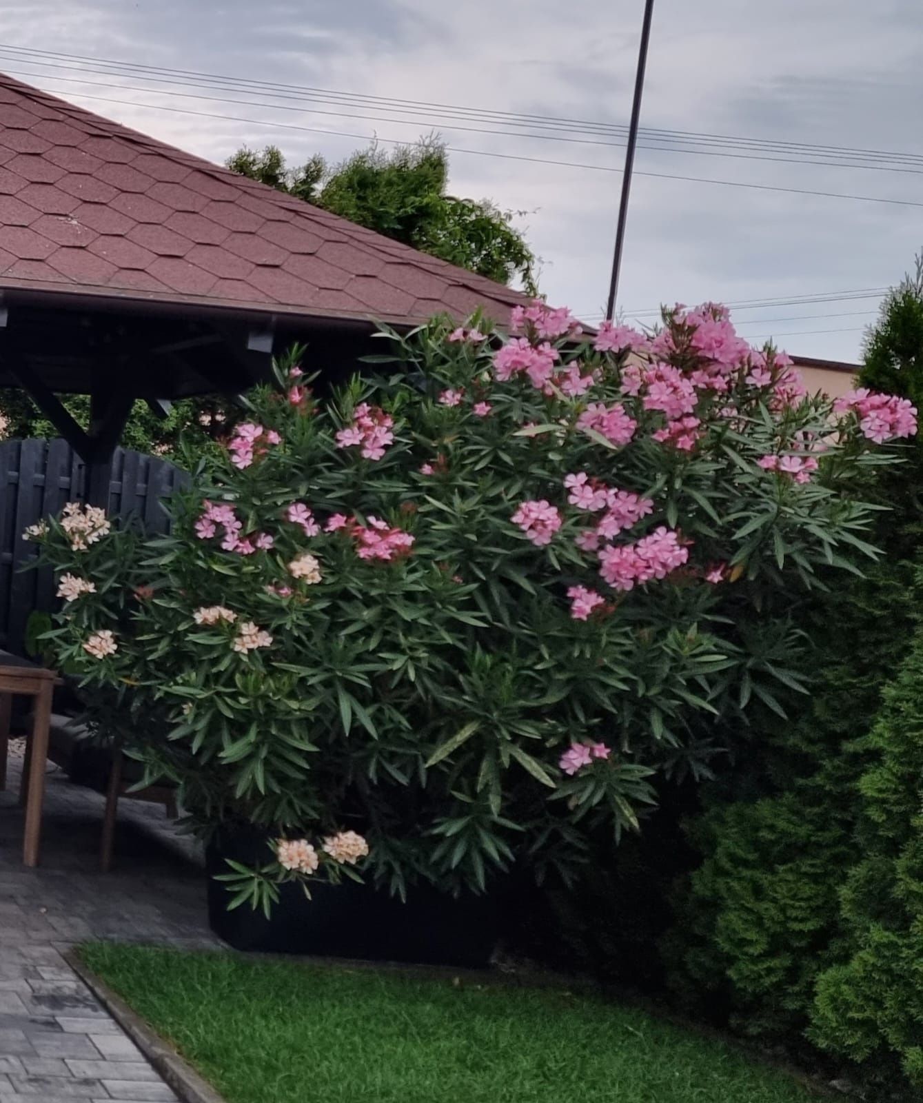 Oleander b. Duży piękny