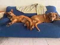 Cães irmãos para adoção responsável