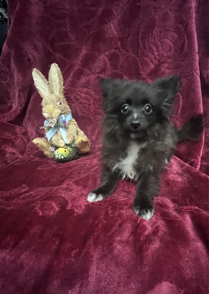 Szpic miniaturowy /Pomeranian piesek do odbioru