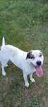 Pies po matce Amstaff, mieszany ODDAM