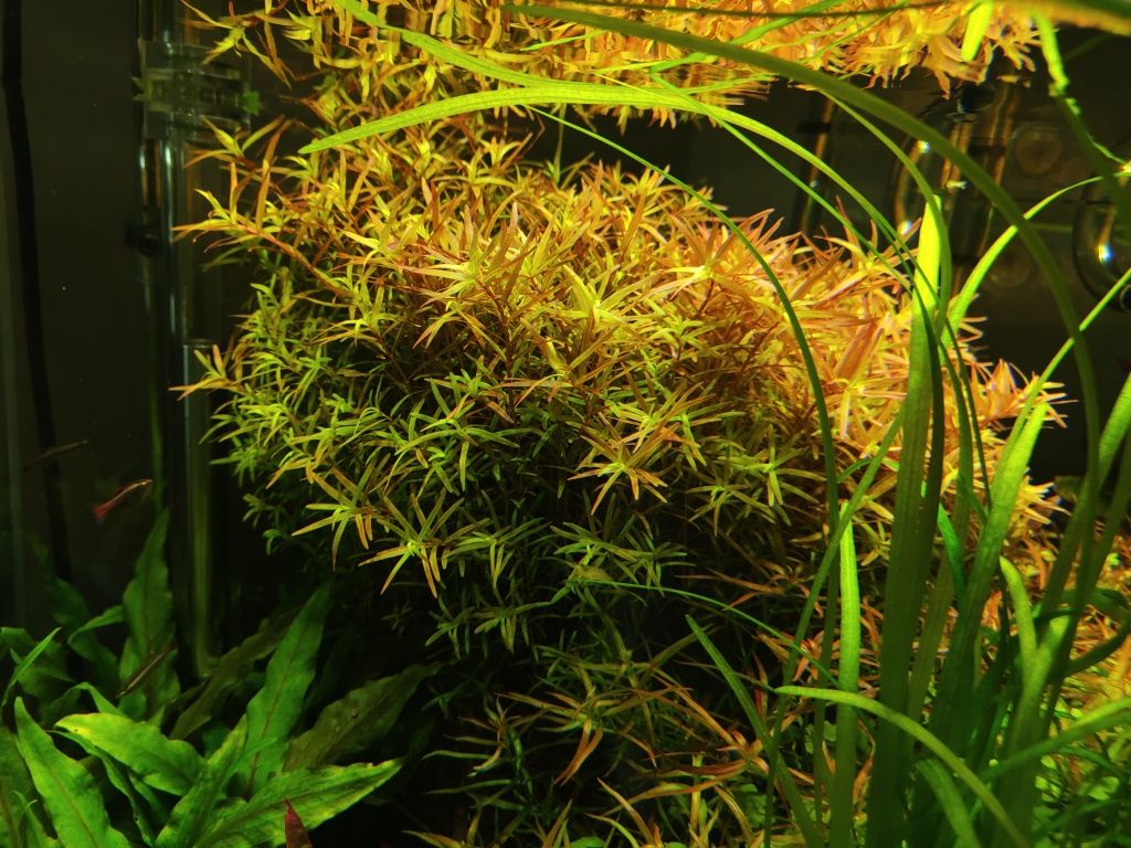 rotala h'ra roślina akwariowa