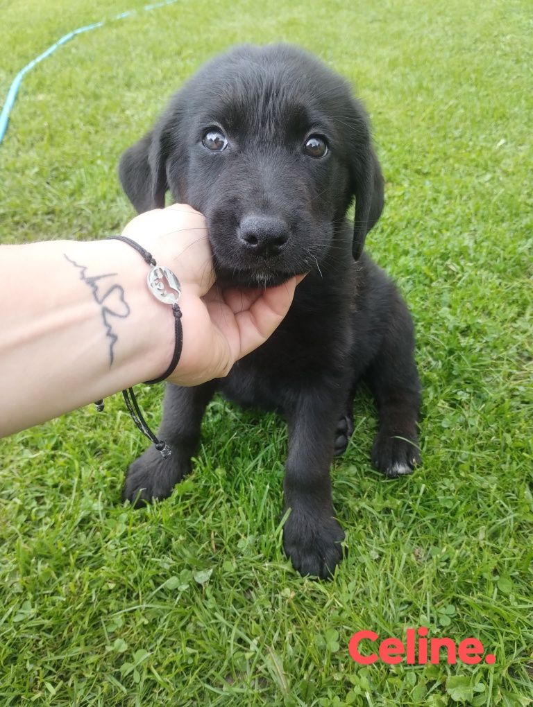 Pieski owczarek niemiecki labrador retriever
