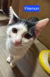 Filemon, kocie dziecko do adopcji