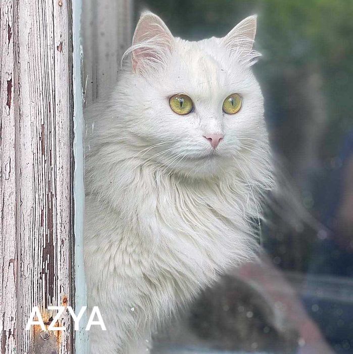 Piękna kotka w typie rasy angora turecka szuka domu