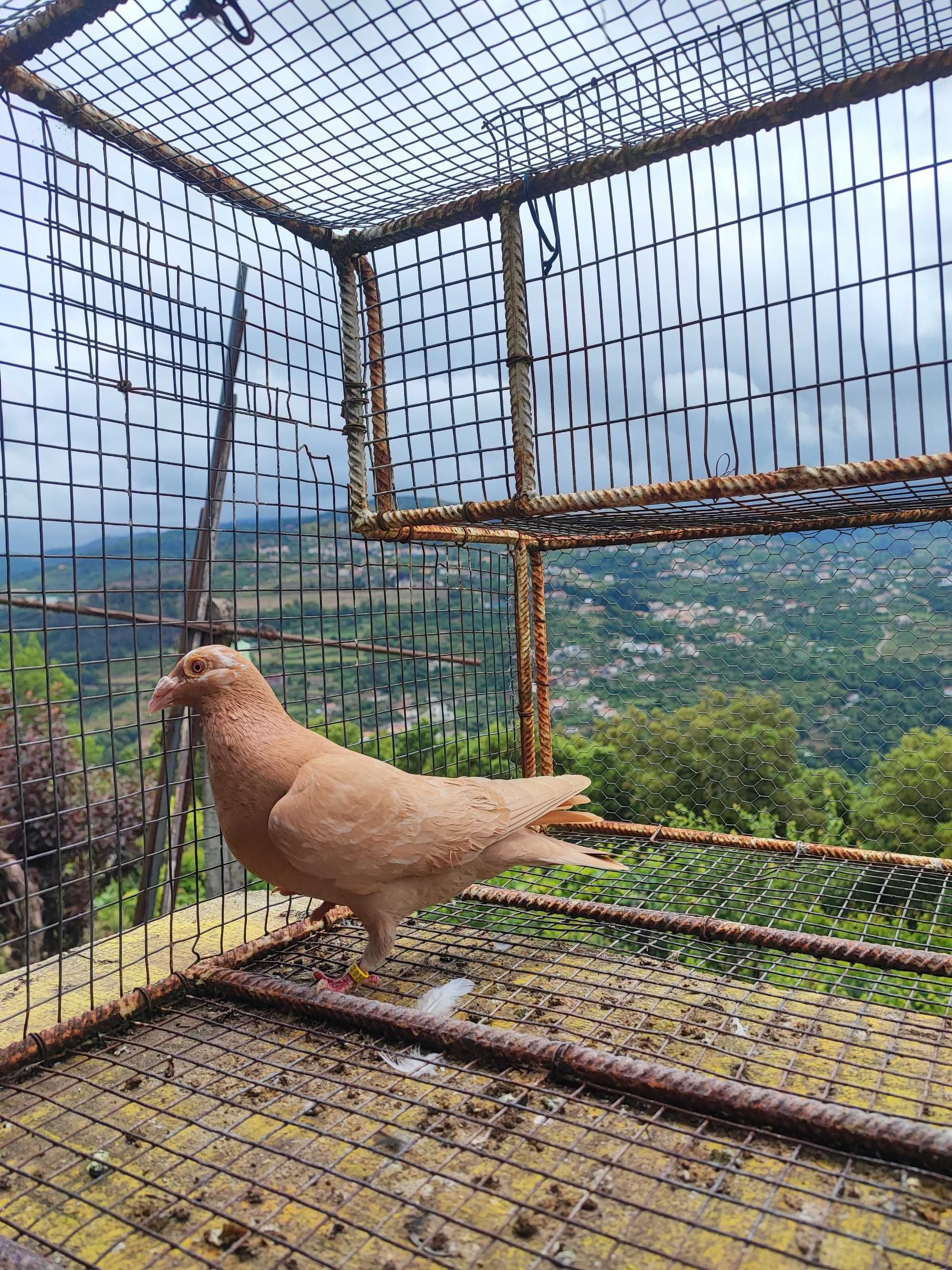 Pombo correio linha antiga