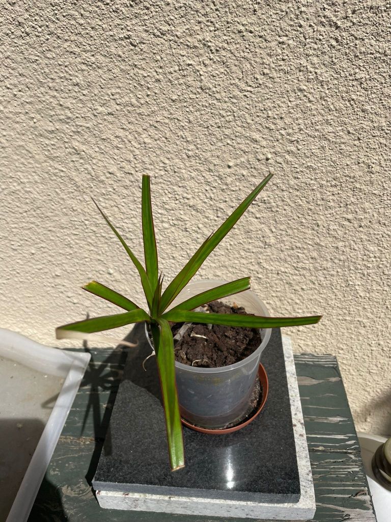 Dracena roślinka roślina sadzonka