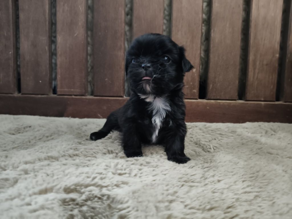 Shih Tzu pretinho