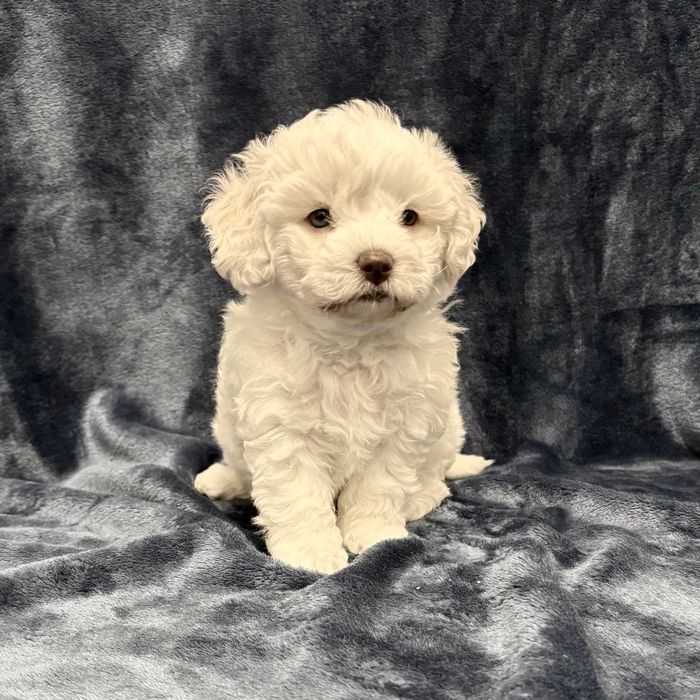 Wyjątkowa suczka Bichon frise, FCI