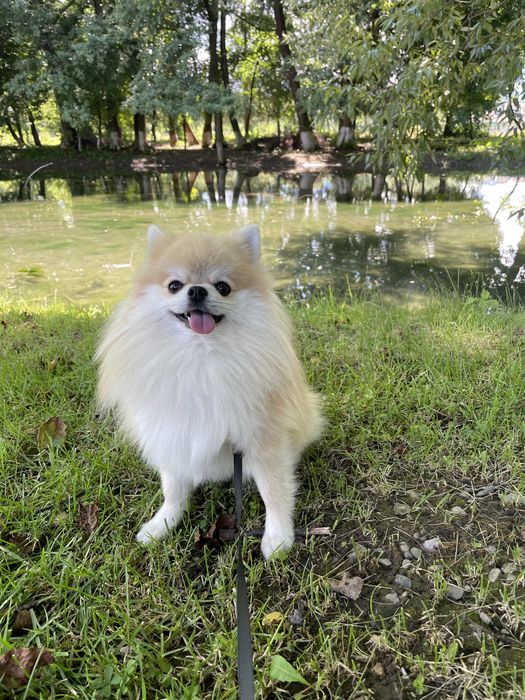 Пропонуємо до в‘язки померанського шпіца