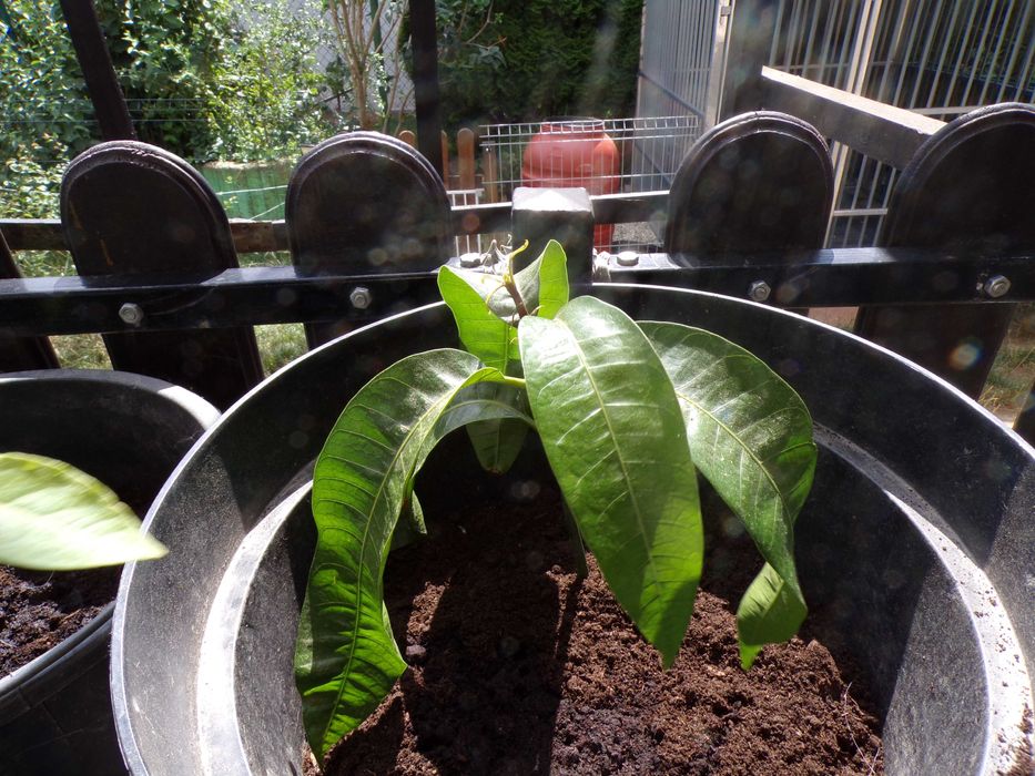 Sadzonka cytryny w doniczce mango awokado