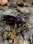 Psyttala horrida L1-L3 PAKIETY owad/owady/pluskwiak/pluskwiaki