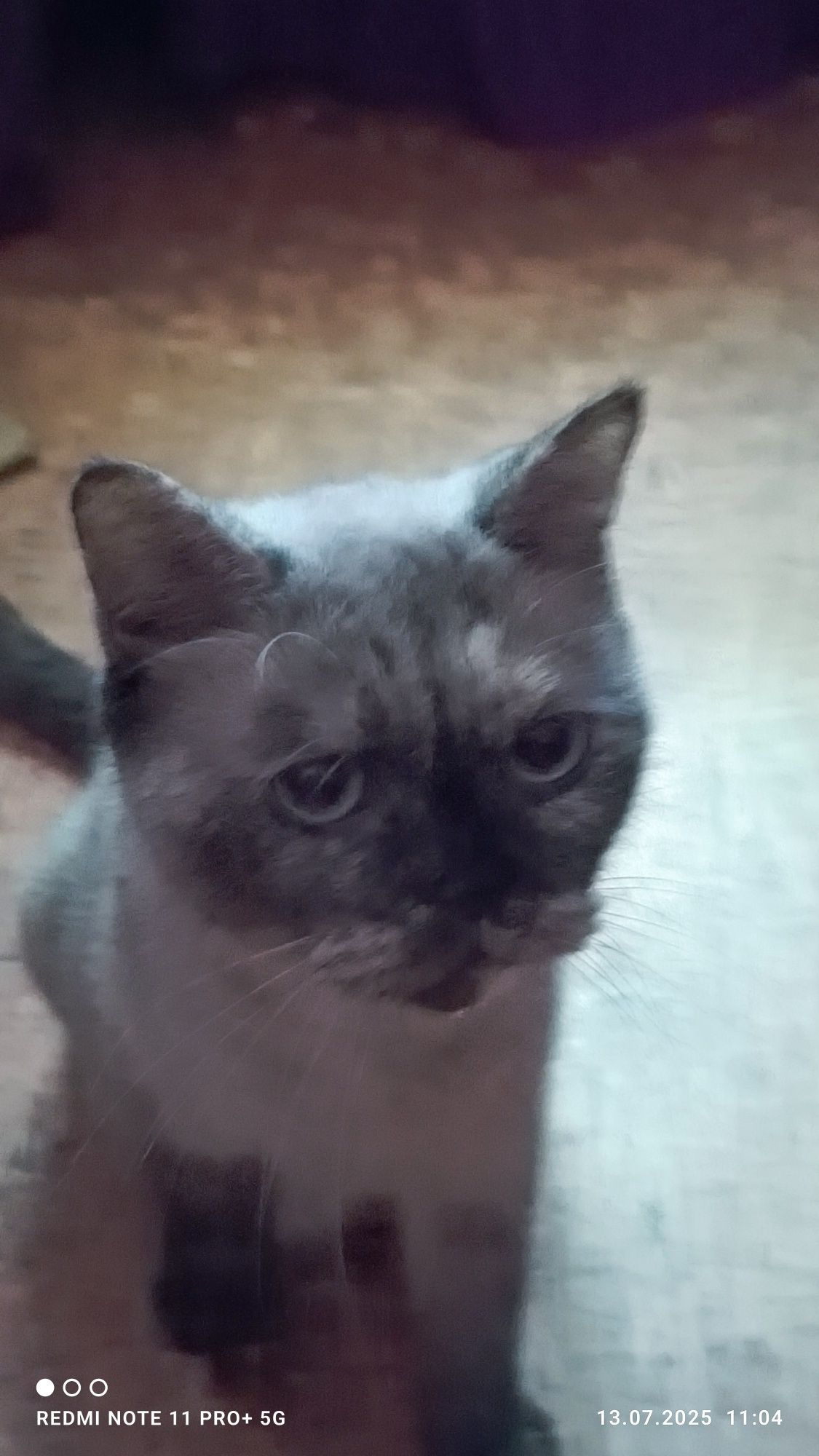 Красивые шотландские котята