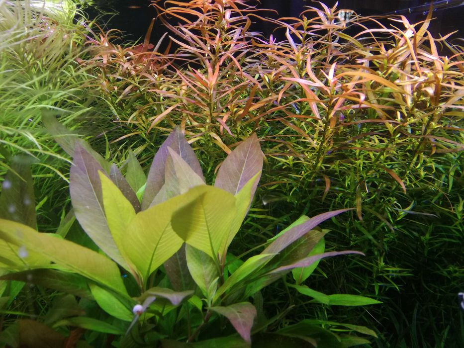 Ludwigia Brevipes na 3 plan .Hodowla podwodna. Gratisy.