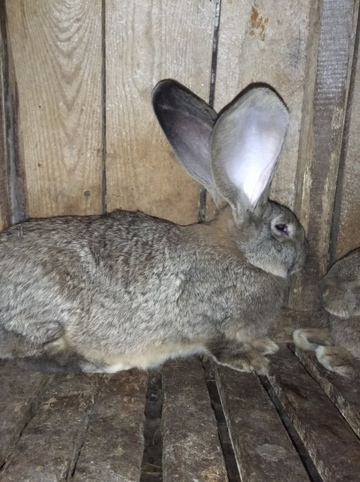 Кролі бельгійський велетень фландр