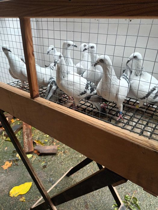 Sprzedam jasne łomżyńskie żałobne