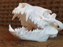 Duża czaszka jenota- dł.13,33cm (Nyctereutes) (Nie czaszka lisa!)