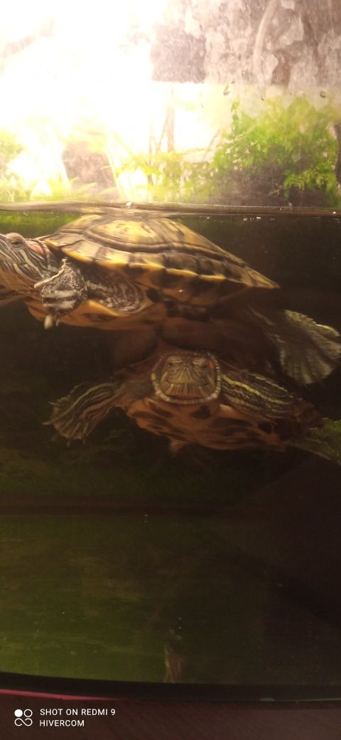 Черепахи червоновухі (пара: хлопчик, та дівчинка)