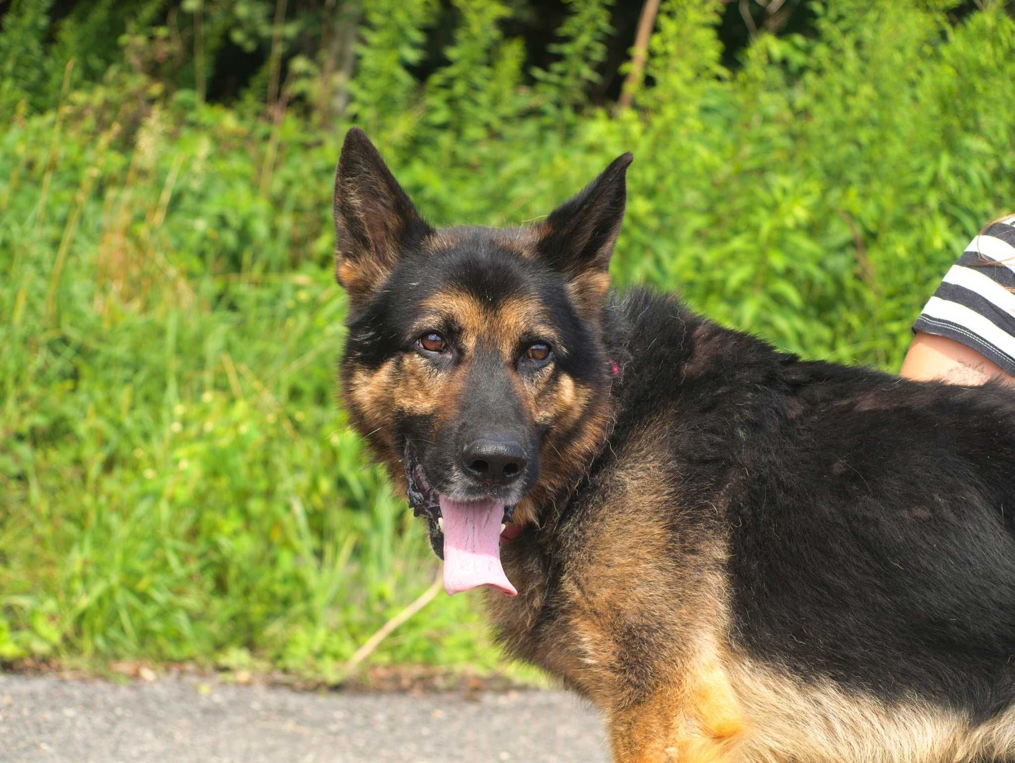 Hades - uroczy psiak, którego nikt nie dostrzega - do adopcji.
