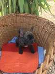 Bulldog frances tigrado