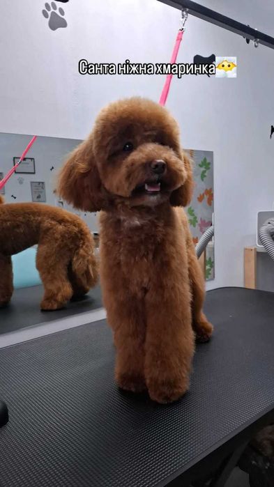 Грумінг домашніх тварин