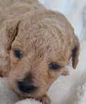 Pudel Toy - Red  - Cudowny Piesek - Do Rezerwacji!