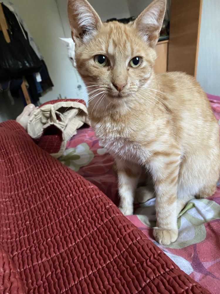 Кошенята