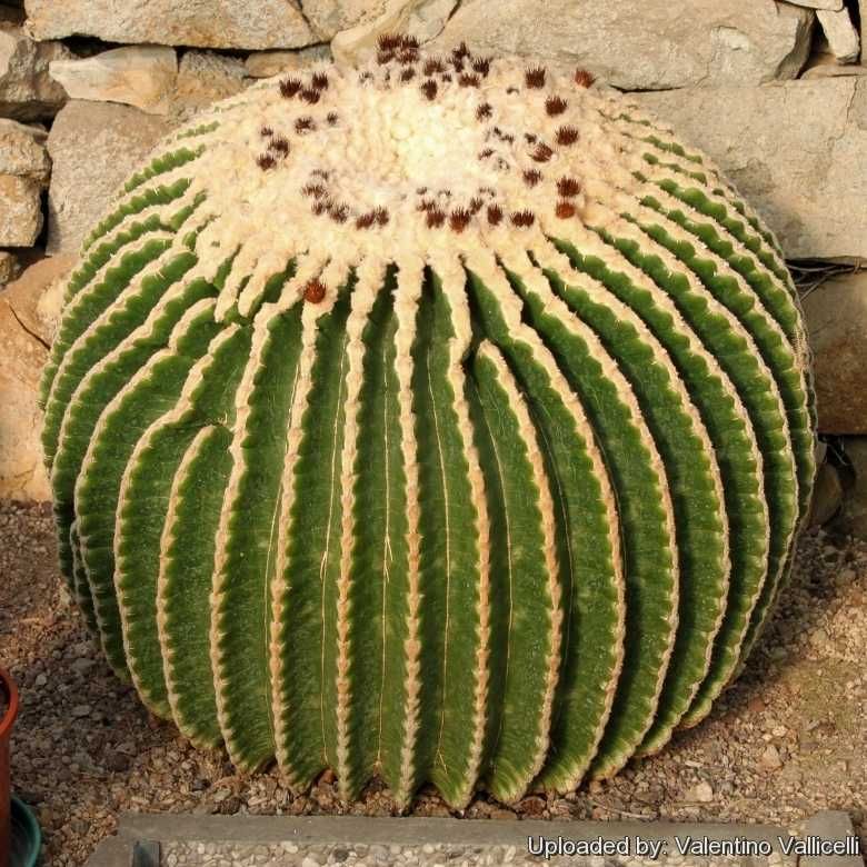 cactus para crescimento