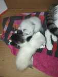 Dou tres gatinhos