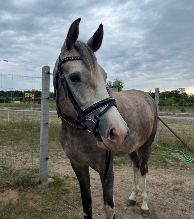 Sprzedam klacz       .