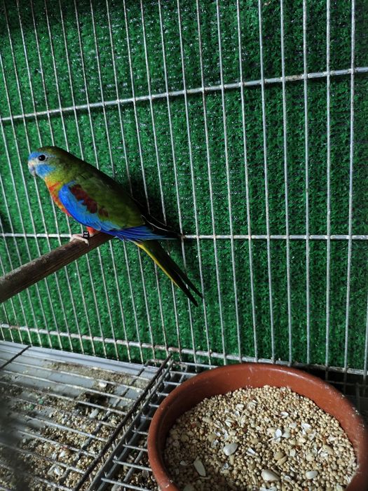 Turquiasines 2 machos