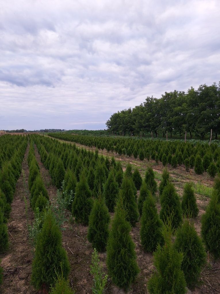 Sprzedam Thuja Szmaragd
