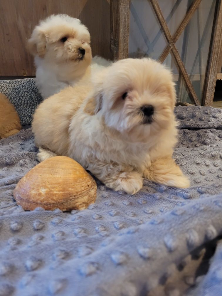 Maltipoo chlopiec  Warszawa pudel maltańczyk