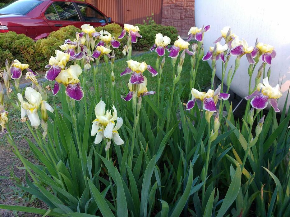 kosaćce bródkowate/irysy kolorowe